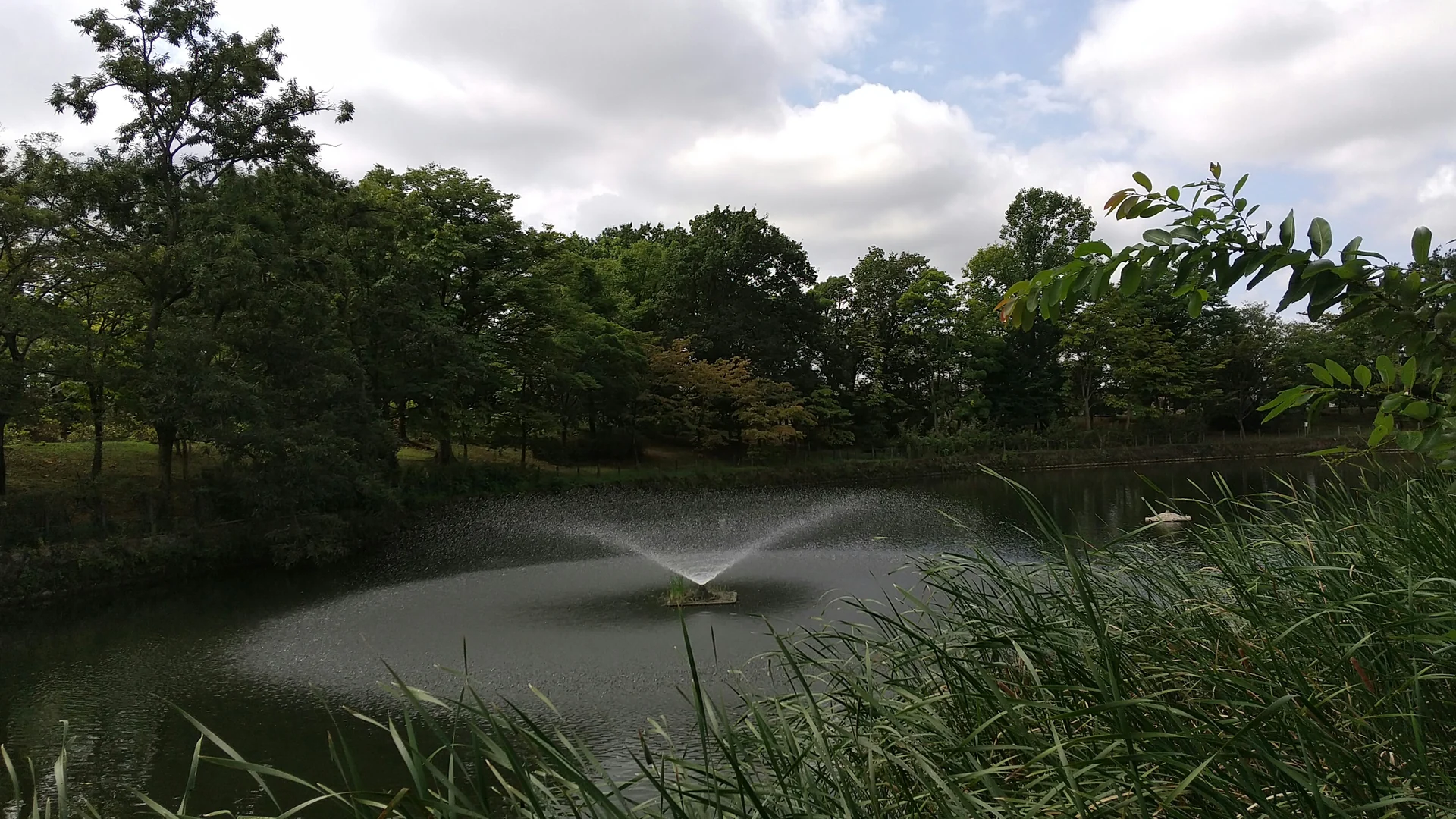 そうか公園の修景池と木々