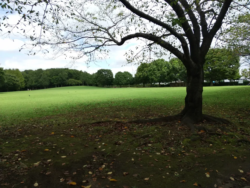 そうか公園の自由広場に広がる芝生