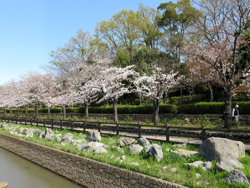 そうか公園の桜並木と水路