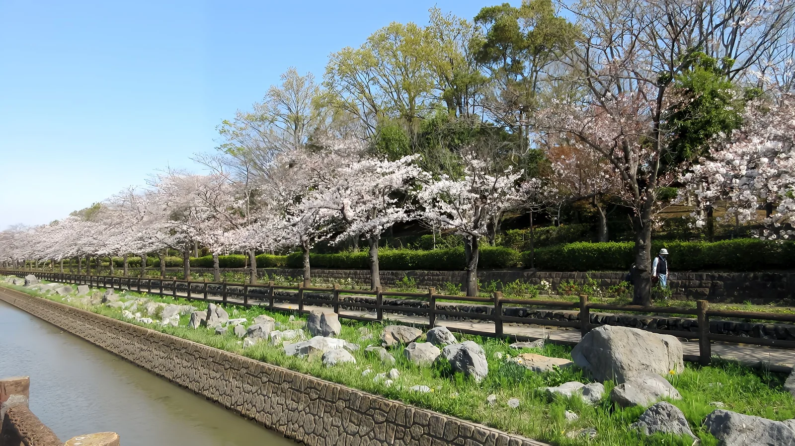 そうか公園の桜並木